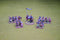 Visigoth 4 point Saga warband #1