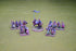 Visigoth 4 point Saga warband #1